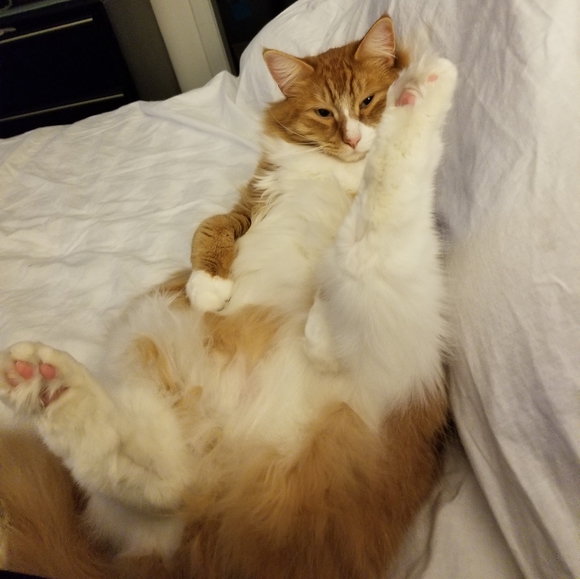 Meet your Posher - Picture 4 of 5